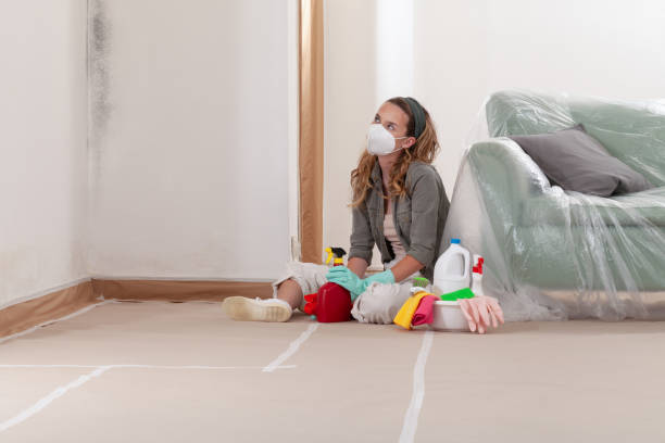 Reliable Basement Mold Removal contractor in Englewood Cliffs, NJ by Cheap Mold Removal