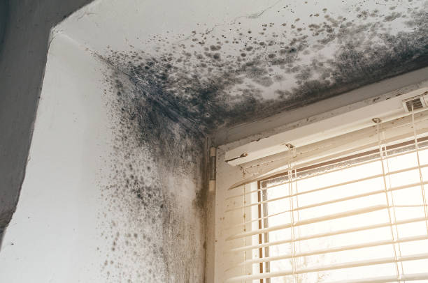 Trusted Commercial Mold Remediation service in Englewood Cliffs, NJ - Cheap Mold Removal