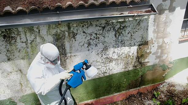 Trusted Black Mold Removal service in Englewood Cliffs, NJ - Cheap Mold Removal